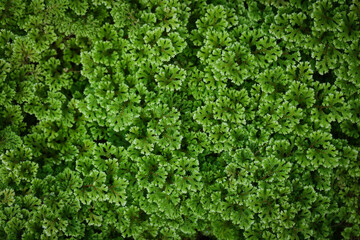  Green background image of Garden selaginella.