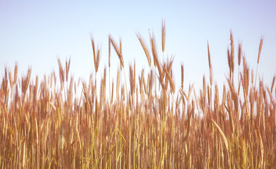 Retro toned picture of a grain field, selective focus.