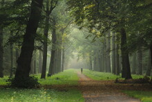 Road Amidst Trees In Forest