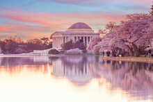 Cherry Blossom Festival In Washington, D.C. In USA