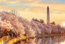 Washington Monument During The Cherry Blossom Festival. Washington, D.C.