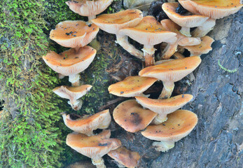 Canvas Print - Edible mushrooms (Kuehneromyces mutabilis)