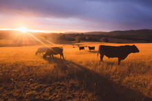 Australian Black Lowline Cows (Bos Primigenius) Against A Colourful, Dramatic Sunset Or Sunrise Sky In Rural Countryside Landscape Near Rydal In The Blue Mountains National Park In NSW, Australia.