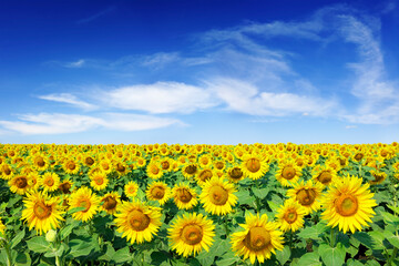 Wall Mural - idyllic view, field of golden sunflowers