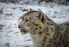 Snow Leopard Portrait