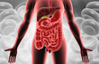 Human body digestive system. 3d illustration..