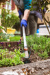 © M.Dörr & M.Frommherz - elderly senior adult woman is gardening with a garden hoe,