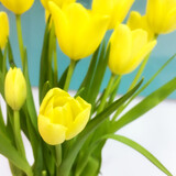 Fototapeta Tulipany - A bouquet of yellow tulips.