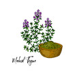 © Kseniia - Hand drawn medical thyme branch with the bowl with dried herbs isolated on white background. Vector illustration in colored sketch style.