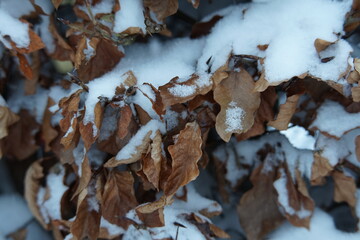 Poster - Pflanzen mit Schnee bedeckt