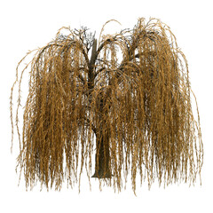 Wall Mural - 3d rendering weeping willow on white