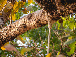 A white rope tied to a tree