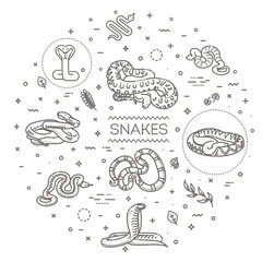 Wall Mural - Snakes icons set. Line design. Vector collection