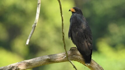 Wall Mural - Common Black Hawk - Buteogallus anthracinus  big dark bird of prey in the family Accipitridae, formerly Cuban black-hawk - Buteogallus gundlachii as a subspecies, on the tree, eats crab and fly away.
