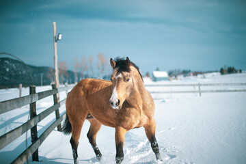 Wall Mural - Beautiful large buckskin quarter horse stallion outside in winter snow filled paddock. 