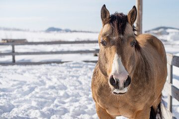 Wall Mural - Beautiful large buckskin quarter horse stallion outside in winter snow filled paddock. 