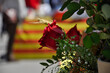 Tarragona, Spain - April 23, 2014: Roses to celebrate Sant Jordi day, the day of the book and the rose in Catalonia.