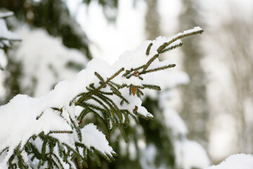 Conifer tree branches covered with snow, winter landscape.