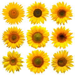 Wall Mural - Sunflowers head collection isolated on white background. Sun symbol. Flowers yellow, agriculture. Seeds and oil. Flat lay, top view. Bio. Eco