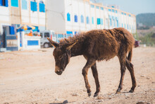 A Scraggy Looking Donkey Foal In The Seaside Village Of Tafedna In Essaouira Province.