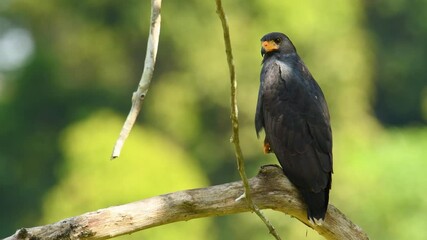 Wall Mural - Common Black Hawk - Buteogallus anthracinus  big dark bird of prey in the family Accipitridae, formerly Cuban black-hawk - Buteogallus gundlachii as a subspecies, on the tree, eats crab and fly away.