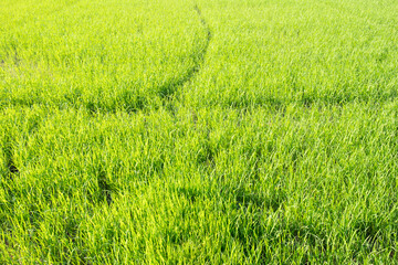 Fresh green rice field background 