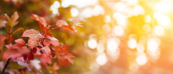 Red maple leaves during autumn season with warm sunlight from behind.  Fall park on blurry background. Beautiful nature scene, Canada Day concept.