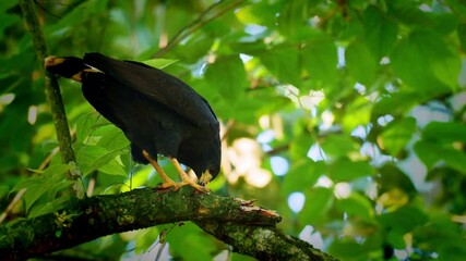 Wall Mural - Common Black Hawk - Buteogallus anthracinus  big dark bird of prey in the family Accipitridae, formerly Cuban black-hawk - Buteogallus gundlachii as a subspecies, on the tree, eats crab and fly away.