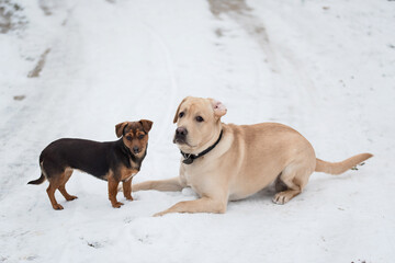 Wall Mural - Labrador retriever dog and his friend playing in snow