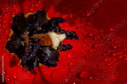 Obraz Dibond Water drops on red tulip petal close-up. Abstract floral background, spring time nature detail. High quality photo