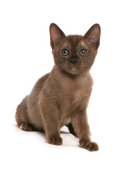 Sticker - Burmese Kitten