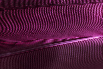 Aufkleber - Close up Beautiful Bird feather background pattern texture for design. Macro photography view..