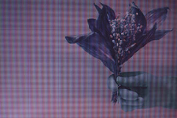 Poster - Beautiful Hand holding faded bouquet Convallaria majalis flowers in the color light. Beautiful plant minimal in neon light. Minimalism retro style concept.Macro  photography view. Close-up of pixel.