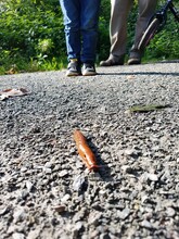 Low Section Of Man Legs On Road Against A Slug