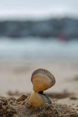 seashell on the beach