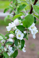 Sticker -  Blossom  apple tree in spring time.