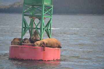 Sea lions relaxing on a buoy near Juneau Alaska