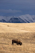 Bison Grazing On The National Bison Range With Montana Mountains And Stormy Sky In The Background