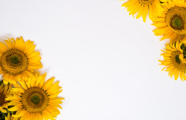 Wall Mural - sunflower flowers on a white background. Summer background with space for text.