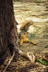 Wall Mural - Fox Squirrel laying on the ground next to a tree.