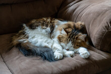 A Cute, Long Haired Cat Sleeps Peacefully On A Brown Sofa.