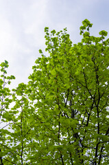 Wall Mural - Spring landscape - bright green trees with young foliage on a bright warm sunny day in early spring.