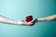 Couple in love. Hands concept. Red rose flowers. Valentines day.  Love photo. 