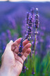 © Wells/Stocksy - Male hand touching lavender flowers