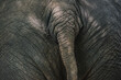 © CHALIT SAPHAPHAK/Stocksy - Thai Elephant