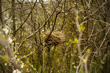 A nest in the branches of a dense overgrown bush