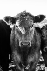 B&W Cow