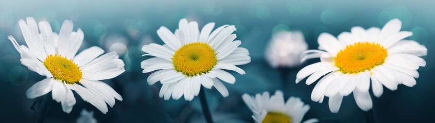 Wall Mural - White daisy flowers isolated on green background. Macro Shot .