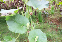 Closeup Of Bottle Gourds Growing In A Farm Field Under The Sunlight With A Blurry Background
