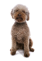 Sticker - lagotto romagnolo